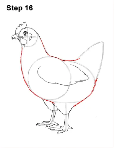 Chicken Drawing Stock Photos and Images - 123RF